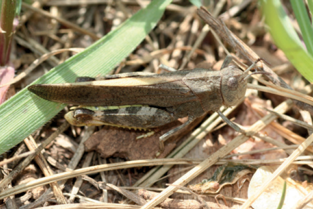 Grasshopper, photo credit: Whitney Cranshaw, Colorado State University