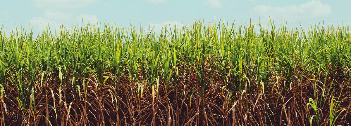 PROTECT SUGARCANE FIELDS FROM STUBBORN GRASSES