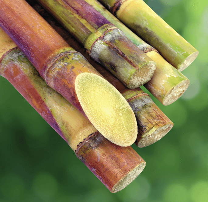 PROTECT SUGARCANE FIELDS FROM STUBBORN GRASSES
