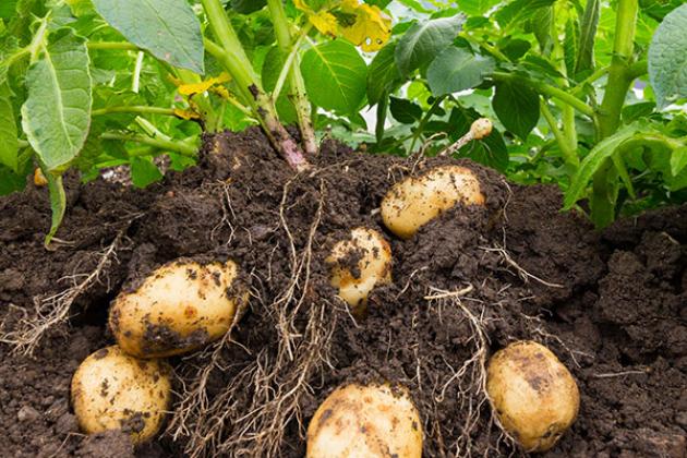 Products-Sectagon-42-600x600-Potatoes-Dirt-iStock-1156994385.jpg