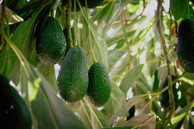 avocados growing in the tree