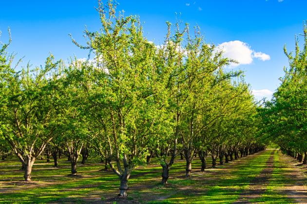 Almond Orchard Banner