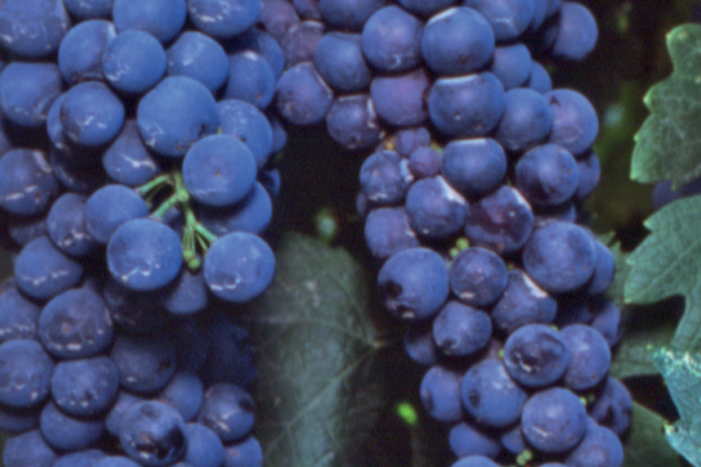 Reducing Solar Stress on Wine Grapes 