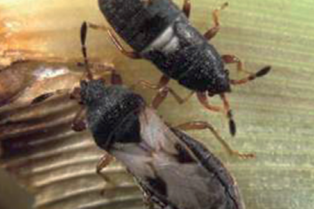 Chinch bug, photo credit: Natalie Hummel, Louisiana State University AgCenter 