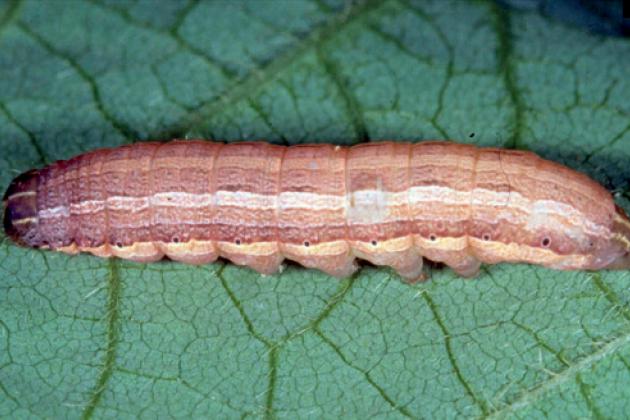 Armyworm,photo credit: Merle Shepard, Gerald R.Carner