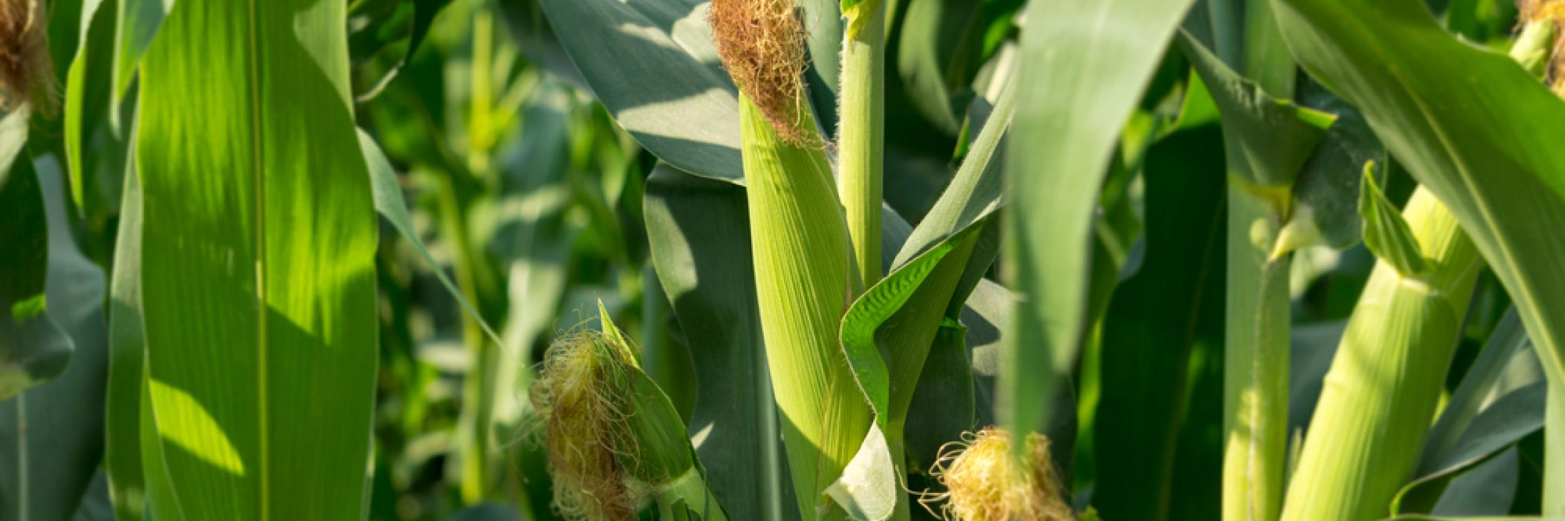 Corn Growing