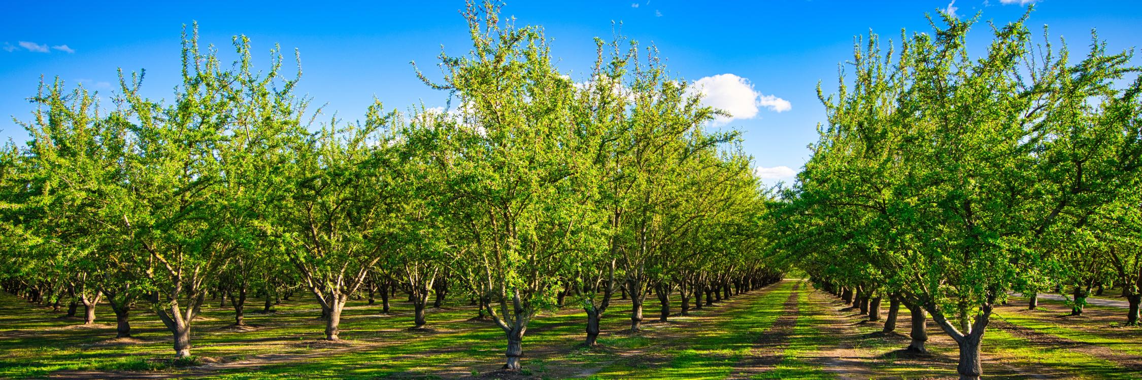 Almond Orchard Banner