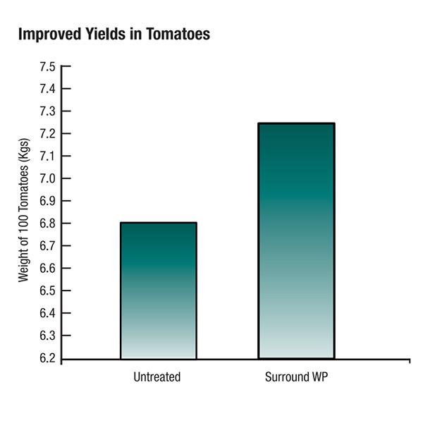 IMPROVE TOMATO YIELDS BY PROTECTING FROM SUNBURN AND HEAT STRESS 