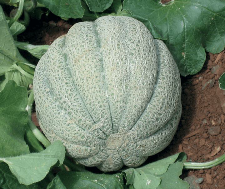 INCREASE MELON YIELDS BY REDUCING SUNBURN AND HEAT STRESS