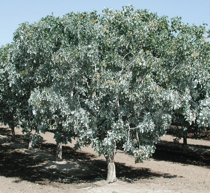 Organic IPM tool for reducing insect pressure in Pistachio trees