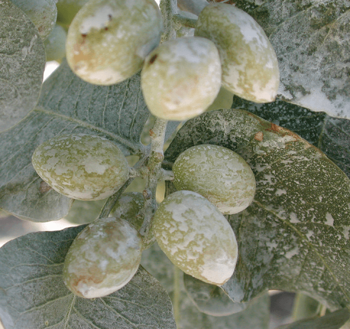 Organic IPM tool for reducing insect pressure in Pistachio trees