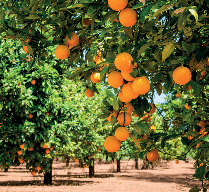 ACHIEVE LONG LASTING WEED CONTROL IN CITRUS