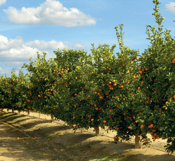 ACHIEVE LONG LASTING WEED CONTROL IN CITRUS