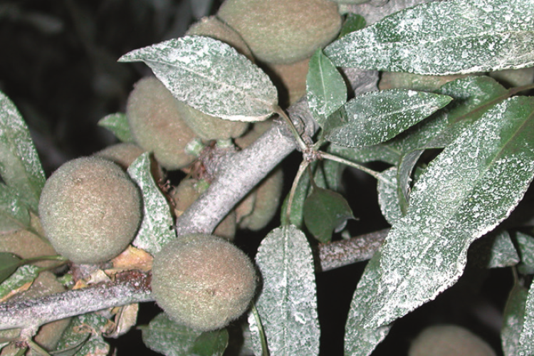 ORGANIC OPTION FOR REDUCING INSECT PRESSURE IN ALMONDS